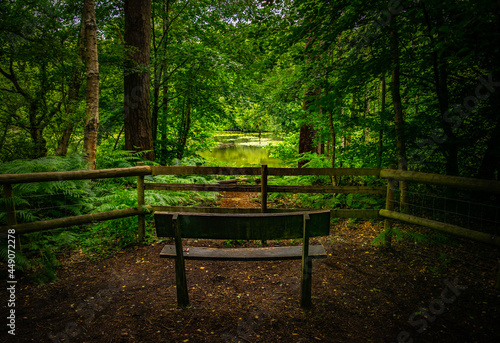 Wooden bench in a secluded beauty spot looking through the woodland with the lake at the end with water lilies at Black Park, Slough England