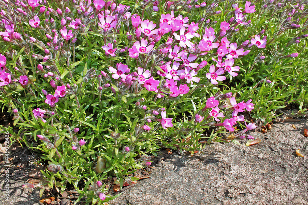 Phlox subulata Phlox subulata