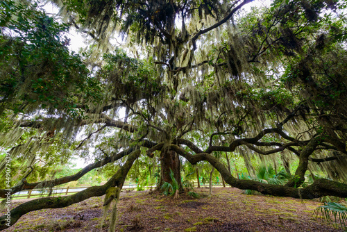 Hilton Head Island, South Carolina, USA, Oak Trees with Spanish Moss
