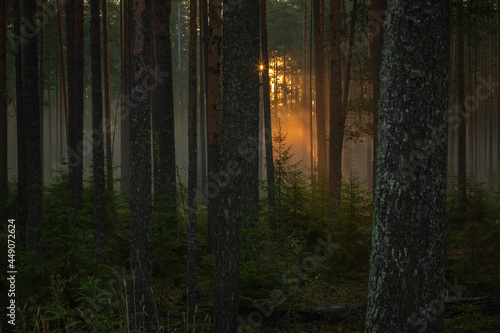 The first rays of the rising sun penetrated into the dark misty forest