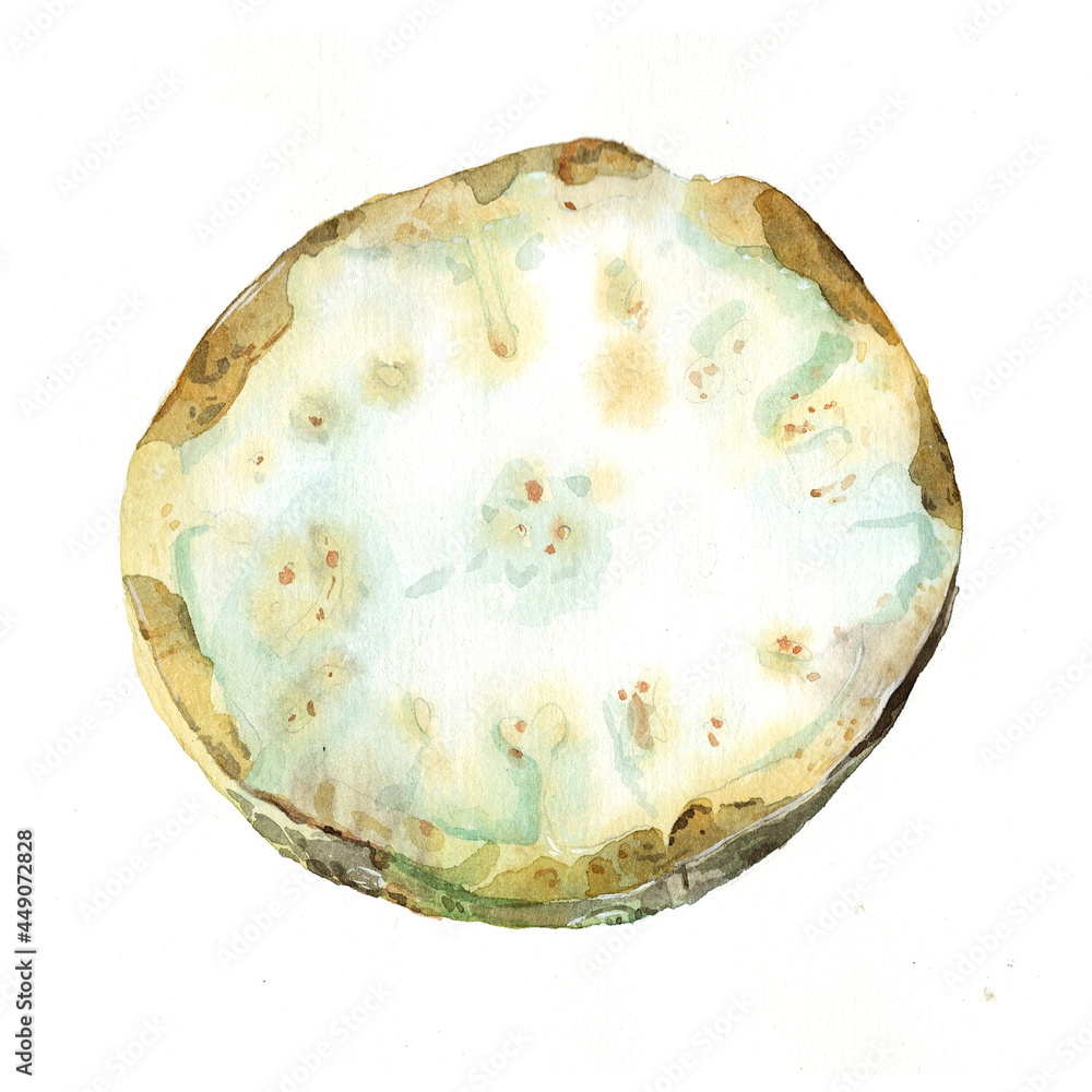 Watercolor half of celery, vegan food, salad ingredient. Brown Cookbook illustration. Vegetarian recipe. Root for eating. Raster stock image. Watercolor half of celery, vegan food, salad ingredient. Brown Cookbook illustration. Vegetarian recipe. Root for eating. Raster stock image.