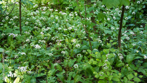 Wild garlic, Suva Planina (The dry mountain), Serbia