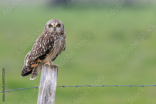 Short-eared owl Asio flammeus on fence post