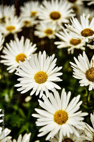 white daisy flowers with yellow centers blooming in garden outdoor