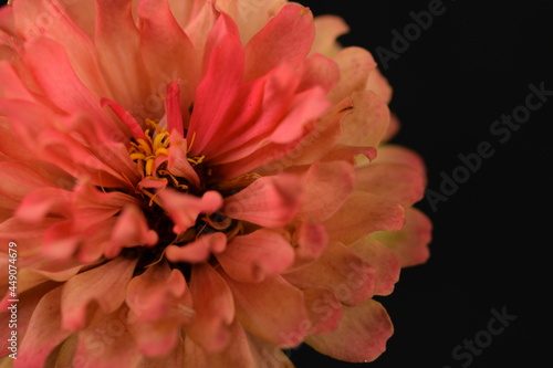Zinnia flower on black background, vibrant floral background with space for text.