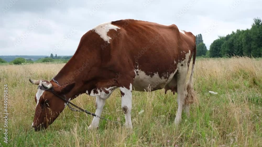 Red spotted cow grazing in the meadow. Milk cows eating grass on beautiful field. Farm and Agriculture concept. 4k resolution video Red spotted cow grazing in the meadow. Milk cows eating grass on beautiful field. Farm and Agriculture concept. 4k resolution video