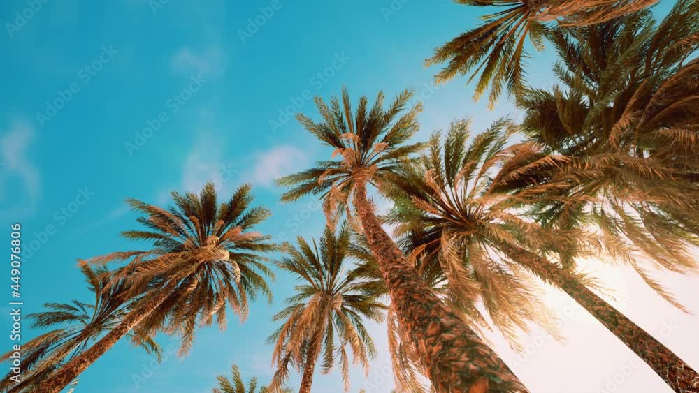 Palm trees at sunset light and sky Palm trees at sunset light and sky