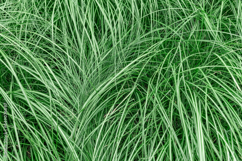 Texture of an ornamental grass 6052 Texture of an ornamental grass 6052