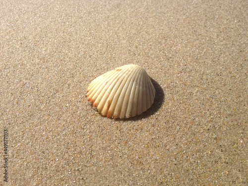 Single Shell on Sandy Beach