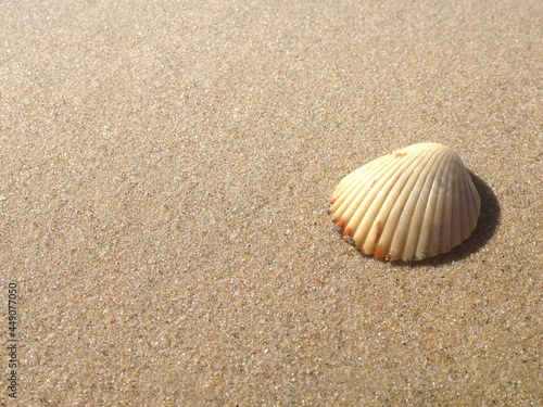 Single Shell on Sandy Beach