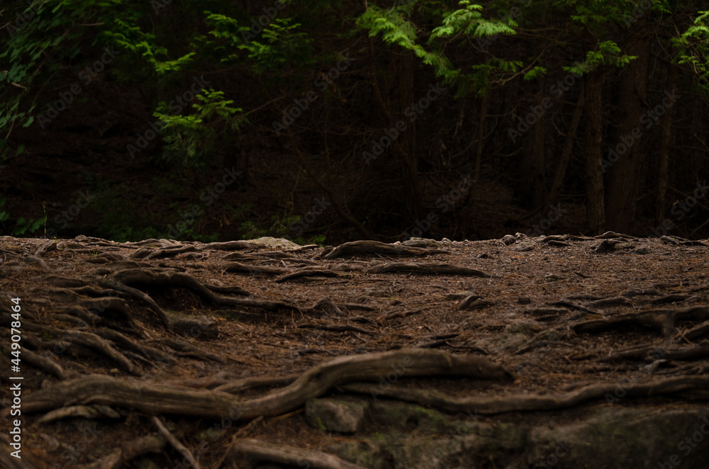 tree roots in the forest background