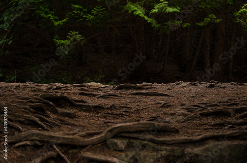 Fototapeta Naklejka Na Ścianę i Meble -  tree roots in the forest background