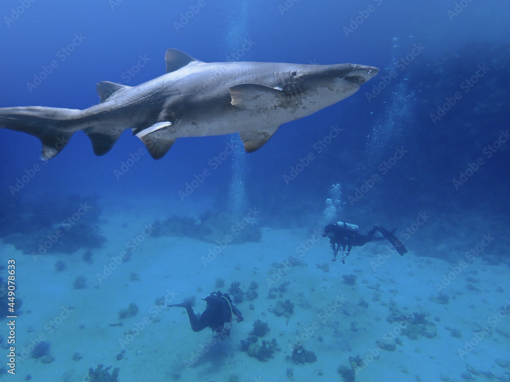 Obraz premium shark and scuba divers