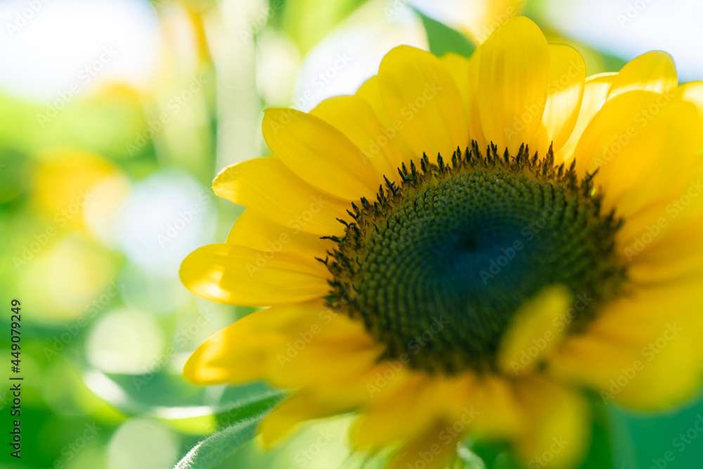 Obraz premium sunflower close up