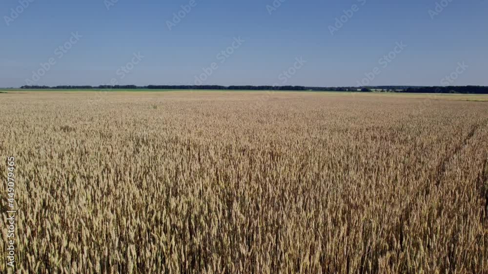 Aerial view of beautiful vast yellow field of ripe wheat plants Aerial view of beautiful vast yellow field of ripe wheat plants