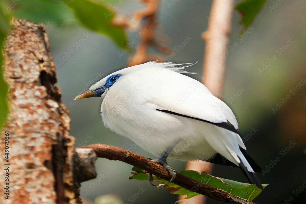 The Bali Myna Bird (Leucopsar Rothschildi), Also Known As Rothschild's ...