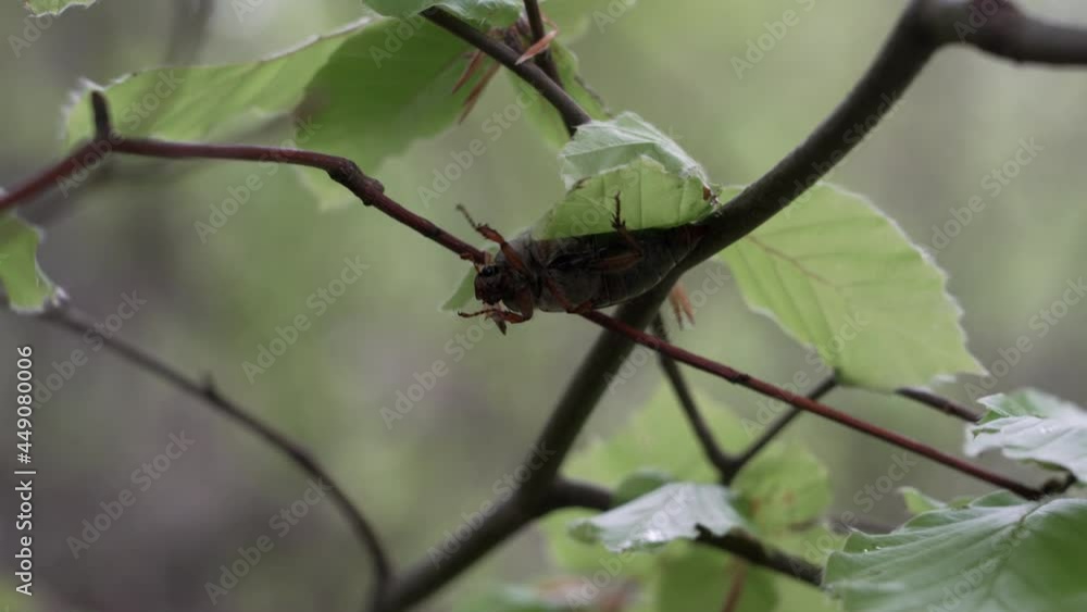 The cockchafer, also Maybug, Maybeetle, doodlebug, is a European beetles of the genus Melolontha, in the family Scarabaeidae The cockchafer, also Maybug, Maybeetle, doodlebug, is a European beetles of the genus Melolontha, in the family Scarabaeidae