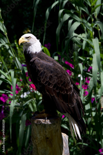 Bald Eagle in Utah