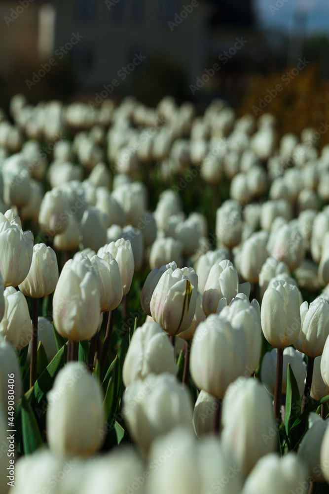 Spring background with white tulips flowers. beautiful blossom tulips field. spring time. banner, copy space