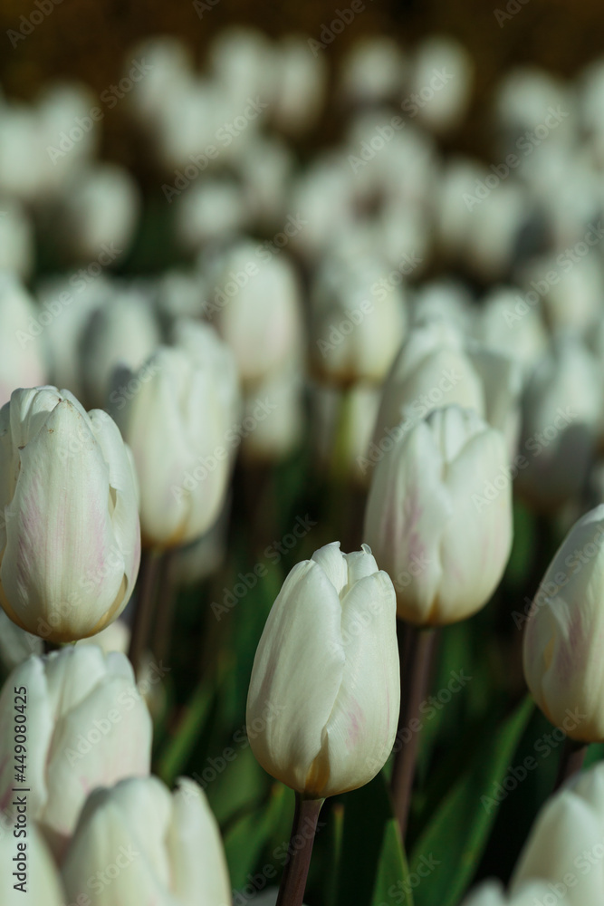 Spring background with white tulips flowers. beautiful blossom tulips field. spring time. banner, copy space