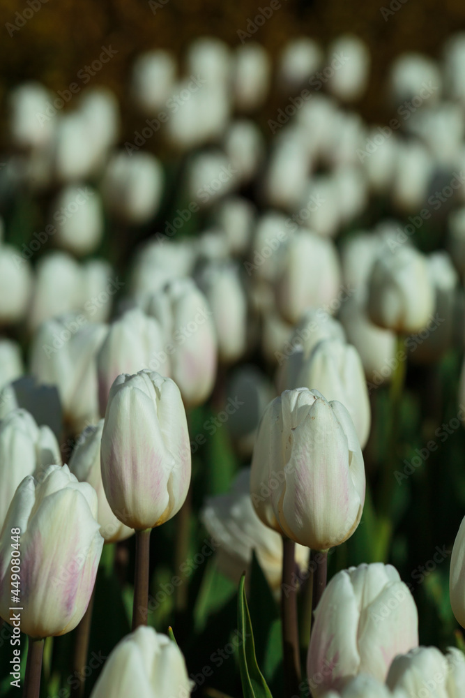 Spring background with white tulips flowers. beautiful blossom tulips field. spring time. banner, copy space