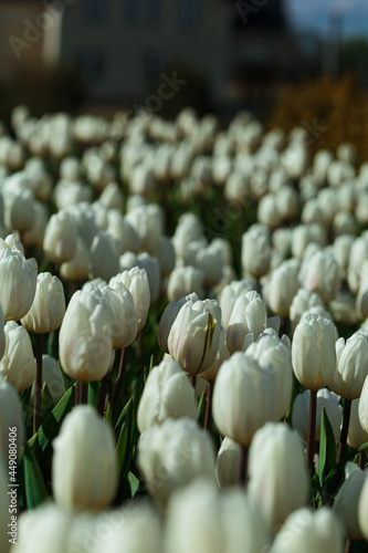 Obraz na płótnie Spring background with white tulips flowers. beautiful blossom tulips field. spring time. banner, copy space w salonie
