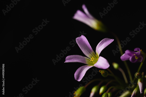 Professional Purple flower macro close up on black background