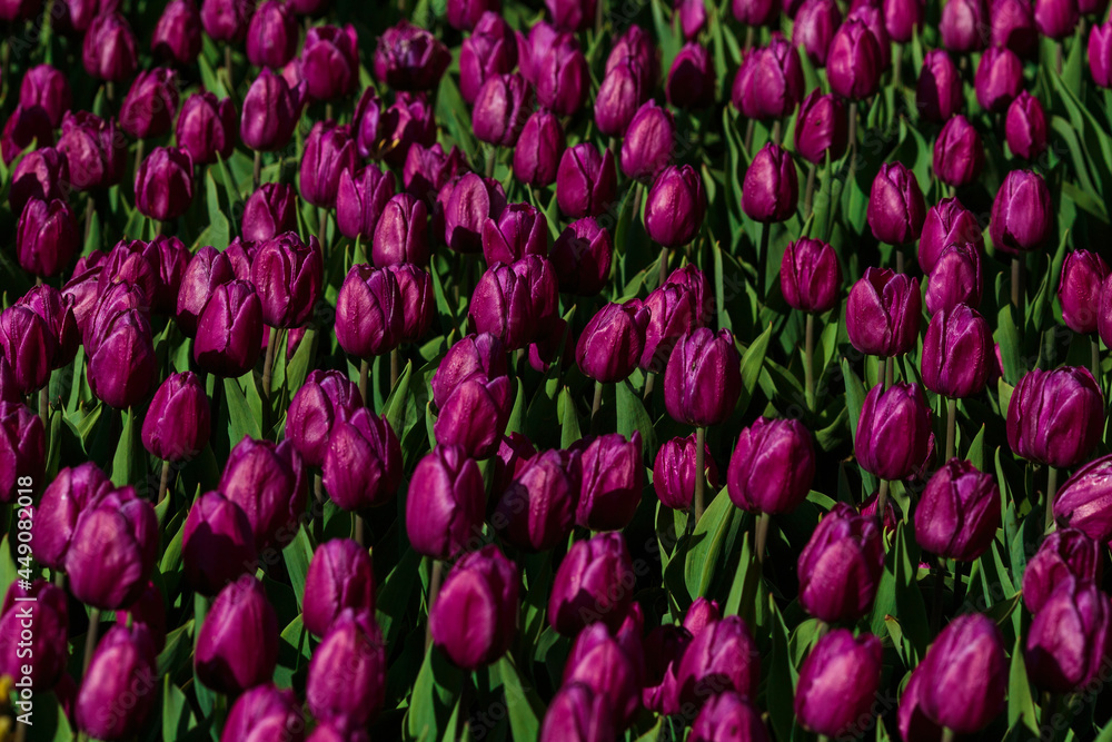 Spring background with purple tulips flowers. beautiful blossom tulips field. spring time. banner, copy space