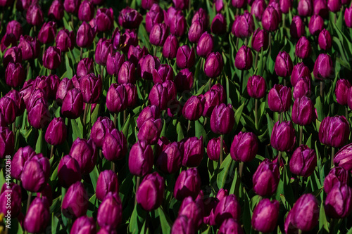 Obraz na płótnie Spring background with purple tulips flowers. beautiful blossom tulips field. spring time. banner, copy space w salonie