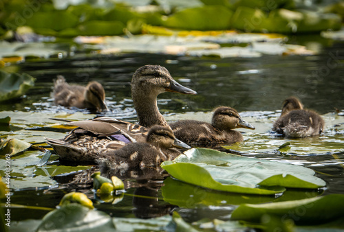 duck and ducklings