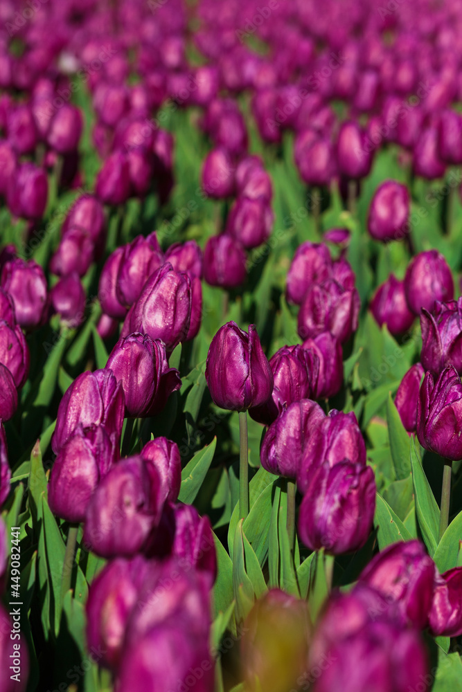 Spring background with purple tulips flowers. beautiful blossom tulips field. spring time. banner, copy space