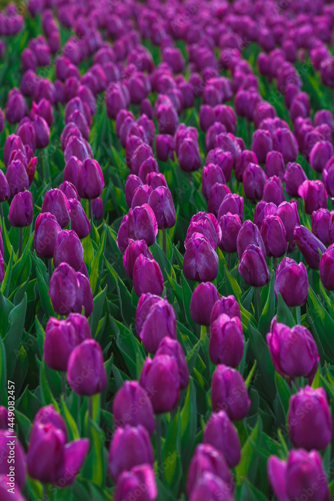 Spring background with purple tulips flowers. beautiful blossom tulips field. spring time. banner, copy space