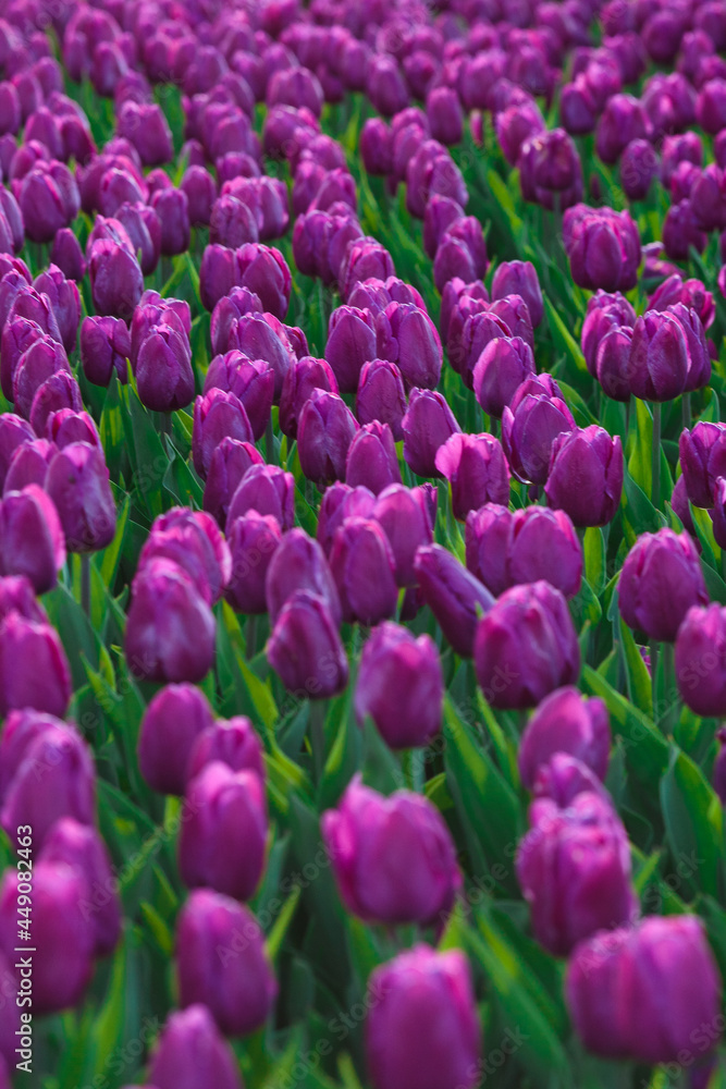 Spring background with purple tulips flowers. beautiful blossom tulips field. spring time. banner, copy space