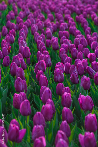 Obraz na płótnie Spring background with purple tulips flowers. beautiful blossom tulips field. spring time. banner, copy space w salonie