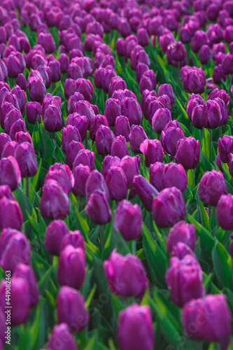 Obraz na płótnie Spring background with purple tulips flowers. beautiful blossom tulips field. spring time. banner, copy space w salonie