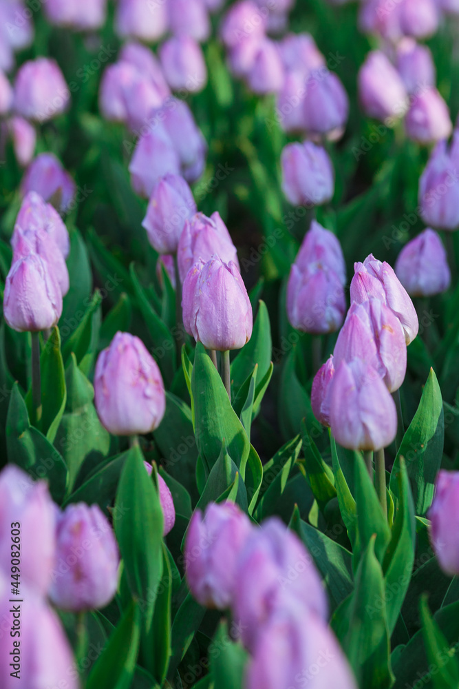 Spring background with purple tulips flowers. beautiful blossom tulips field. spring time. banner, copy space