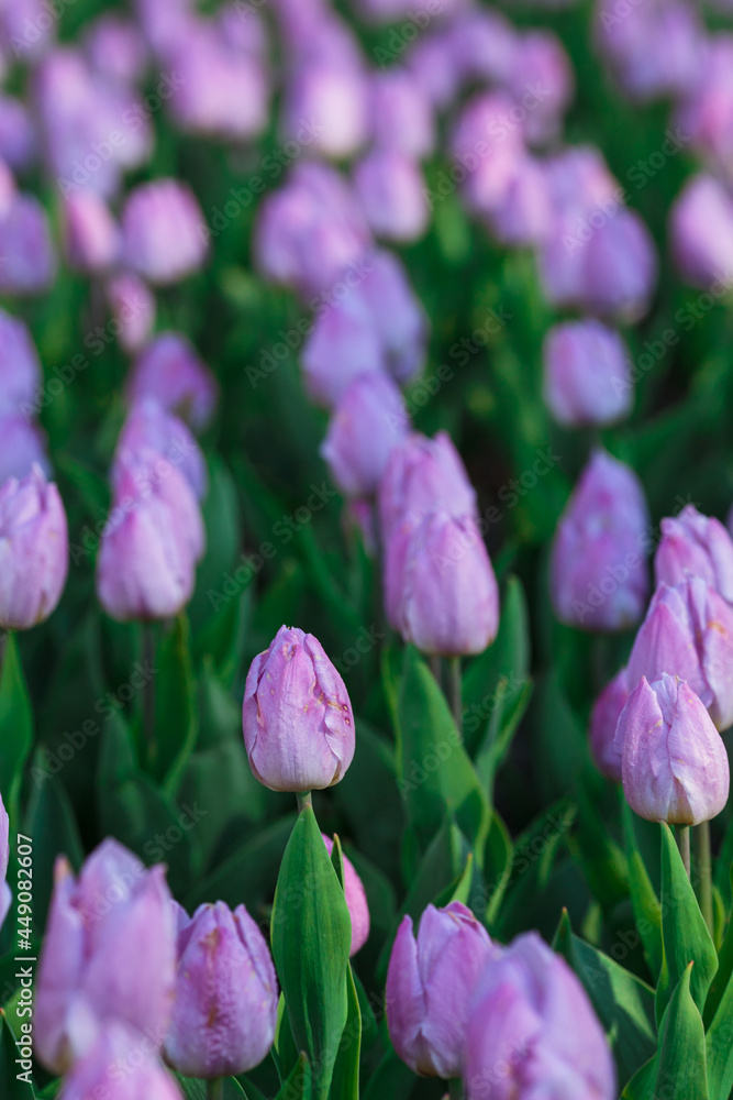 Spring background with purple tulips flowers. beautiful blossom tulips field. spring time. banner, copy space
