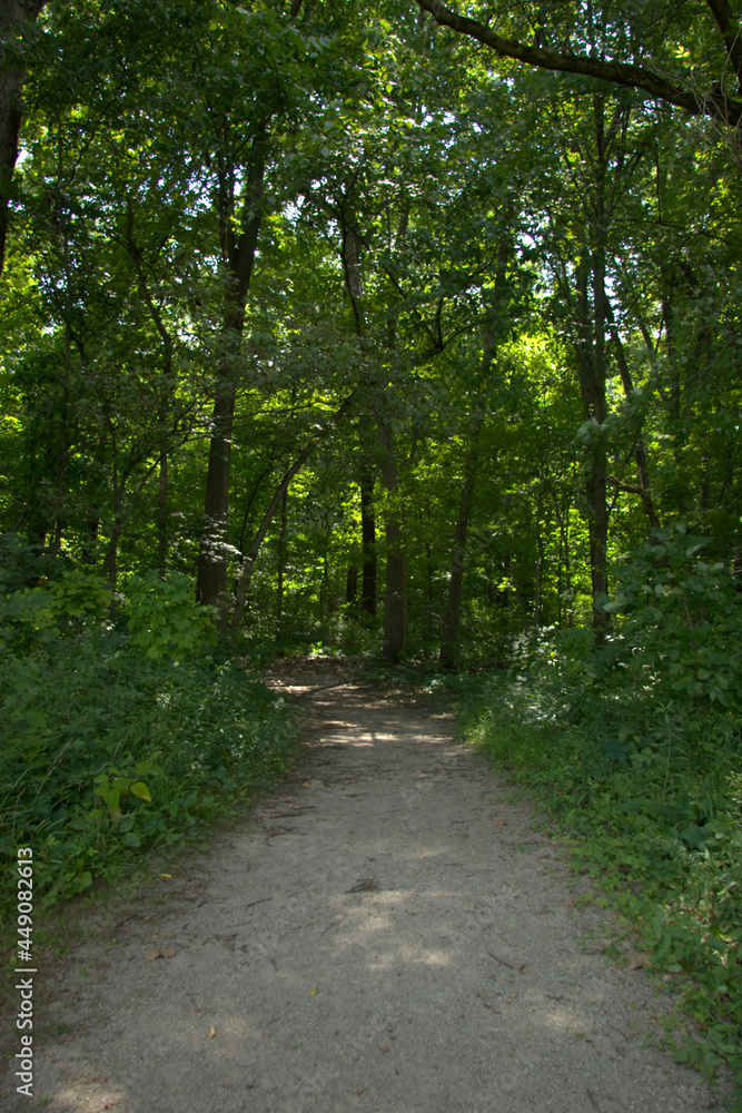 Gravel path curving into the green forest on a hot summer's day Gravel path curving into the green forest on a hot summer's day
