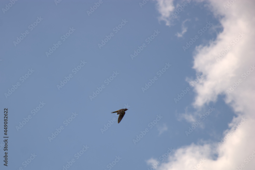 Barn swallow flying in the clear blue summer's sky