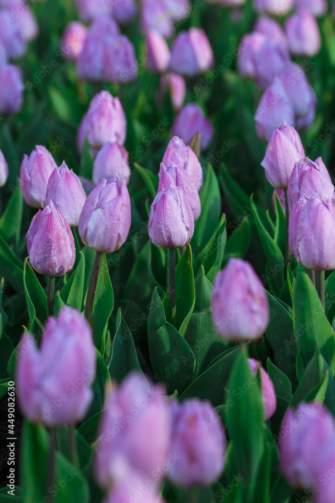 Spring background with purple tulips flowers. beautiful blossom tulips field. spring time. banner, copy space