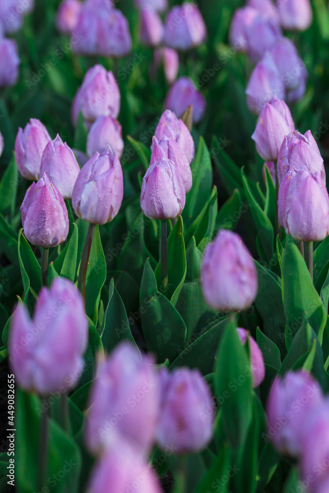 Spring background with purple tulips flowers. beautiful blossom tulips field. spring time. banner, copy space