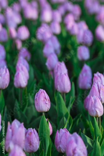 Obraz na płótnie Spring background with purple tulips flowers. beautiful blossom tulips field. spring time. banner, copy space w salonie