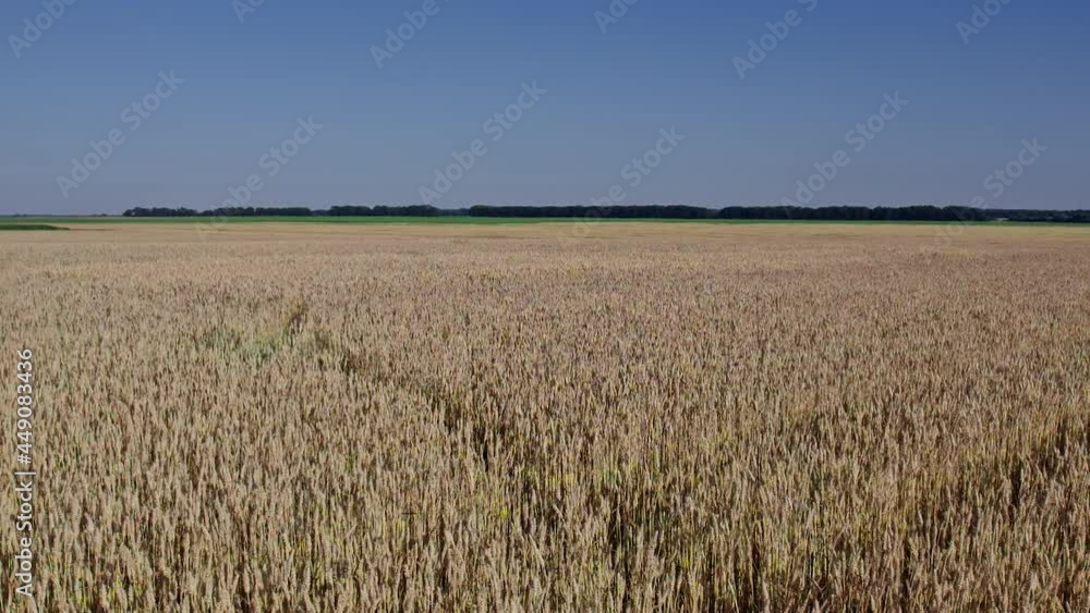 Aerial view of beautiful vast yellow field of ripe wheat plants Aerial view of beautiful vast yellow field of ripe wheat plants