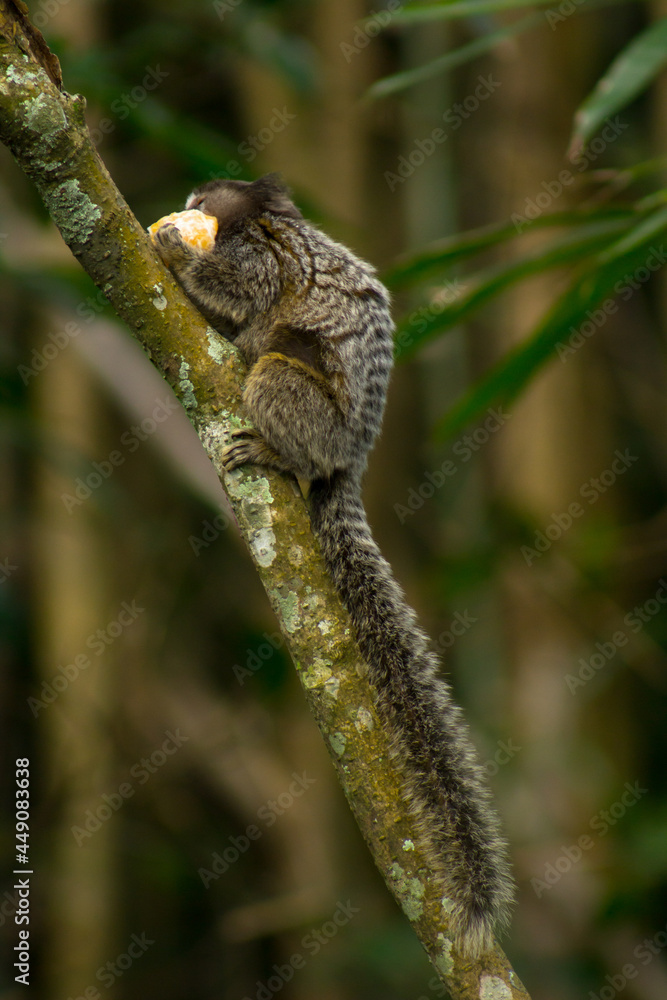 Cute sagoin eating a fruit