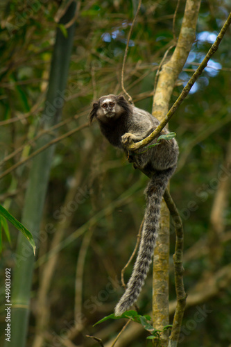 Little marmoset hanging on a branch
