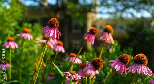 Pink Daisey Flower Heads in the Garden.