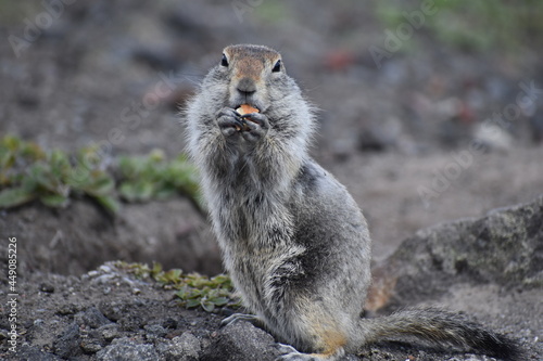 gophers dog eating
