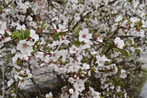 blossom in spring