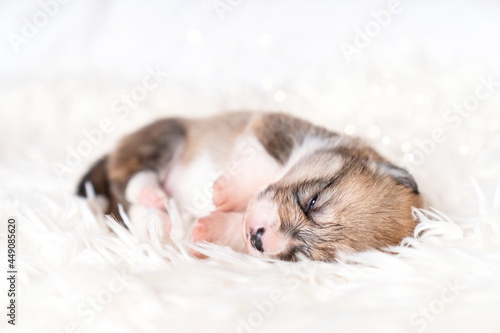 Maleńki szczeniak podczas snu