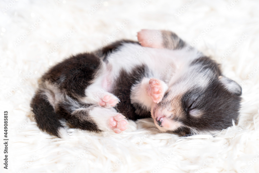 Trzykolorowy szczeniak rasy welsh pembroke corgi śpi na białym fiterku Trzykolorowy szczeniak rasy welsh pembroke corgi śpi na białym fiterku